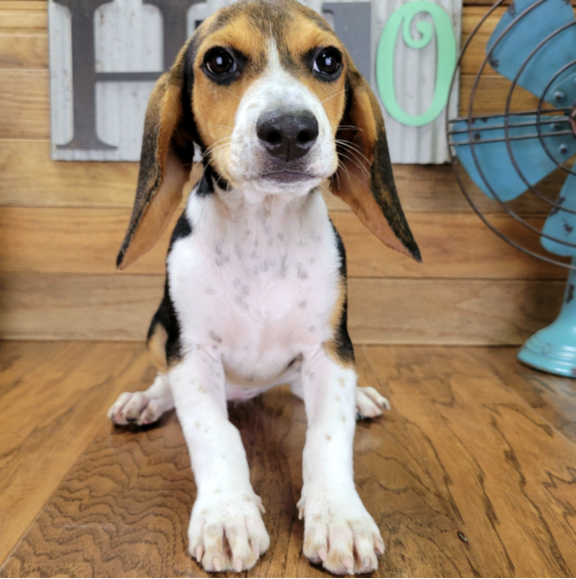 comprar cachorros sanos, baratos y asequibles para la venta